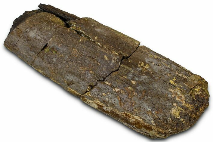 Hadrosaur (Edmontosaurus) Radius Section - Wyoming #370988